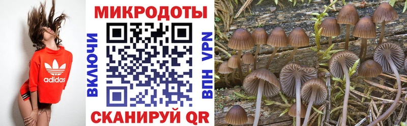 сколько стоит  Лабинск  Псилоцибиновые грибы Psilocybe 